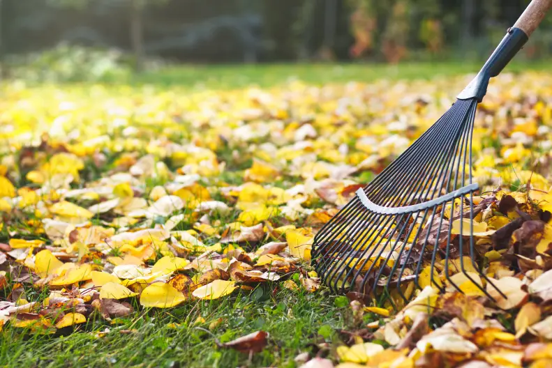 How To Clean A Backyard Toms River, NJ